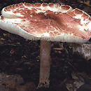 Lepiota brunneoincarnata (czubajeczka brązowoczerwonawa)