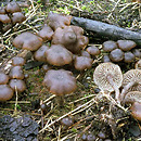 Tephrocybe anthracophila (popielatek węglolubny)