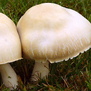 Macrolepiota excoriata (czubajka białotrzonowa)