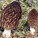 Morchella conica (smardz stożkowaty)