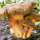 Phylloporus pelletieri (poroblaszek żółtoczerwony)