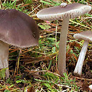 Pluteus cinereofuscus (drobnołuszczak szarobrązowy)