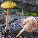 Pluteus leoninus (drobnołuszczak żółtawy)