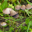 Psathyrella corrugis (kruchaweczka wysmukła)