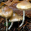 Psilocybe bohemica (łysiczka czeska)