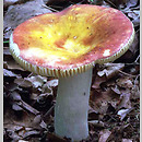 Russula aurea (gołąbek złotawy)