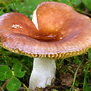 Russula cessans