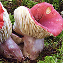 Russula helodes