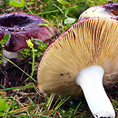 Russula integra (gołąbek słodkawy)