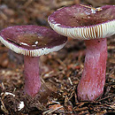 Russula queletii (gołąbek agrestowy)