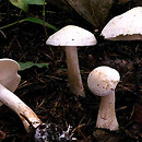 Tricholoma album (gąska biaława)