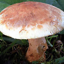 Tricholoma psammopus (gąska modrzewiowa)