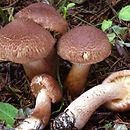 Tricholoma vaccinum (gąska krowia)