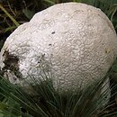 Calvatia utriformis (czasznica oczkowata)