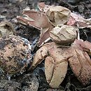 Geastrum rufescens (gwiazdosz rudawy)