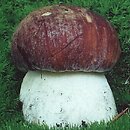 Boletus pinophilus (borowik sosnowy)