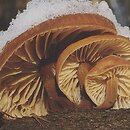 Flammulina velutipes (płomiennica zimowa)