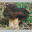 Gyromitra (piestrzenica)