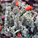 Cladonia (chrobotek)