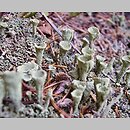 Cladonia chlorophaea (chrobotek kieliszkowaty)