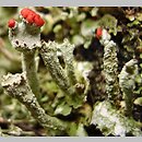 Cladonia digitata (chrobotek palczasty)