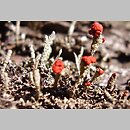 Cladonia floerkeana (chrobotek Floerkego)