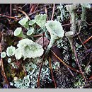 Cladonia pleurota (chrobotek mączysty)