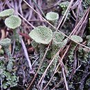 Cladonia pyxidata (chrobotek kubkowaty)