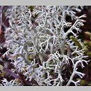 Cladonia rangiferina (chrobotek reniferowy)