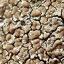 Lecanora (misecznica)