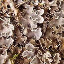 Peltigera rufescens (pawężnica rudawa)