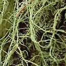 Usnea (brodaczka)