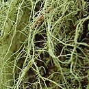 Usnea dasypoga (brodaczka zwyczajna)