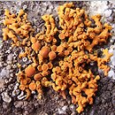 Xanthoria elegans (złotorost pyszny)