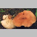 Bonomyces sinopicus (lejkówka czerwonawa)