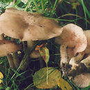 Entoloma clypeatum (dzwonkówka tarczowata)