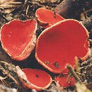 Sarcoscypha coccinea (czarka szkarłatna)