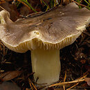 Tricholoma portentosum (gąska niekształtna)