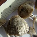 Entoloma araneosum (dzwonkówka srebrzystowłóknista)