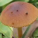 Conocybe brachypodii