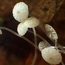 Mycena mucor (grzybówka pofałdowana)