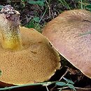 Suillus collinitus (maślak rdzawobrązowy)