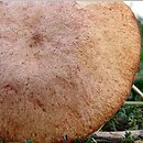 Suillus tridentinus (maślak trydencki)