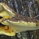 Fomitopsis pulvina (porojęzyk dębowy)