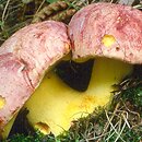 Butyriboletus regius (masłoborowik królewski)