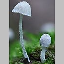 Mycena corynephora