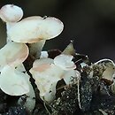 Cudoniella corni-maris