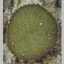 Ascobolus viridis