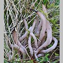 Clavaria fumosa (goździeniec przydymiony)