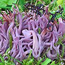 Clavaria zollingeri (goździeniec fioletowy)